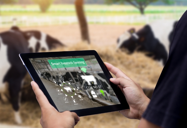 dairy-market-education