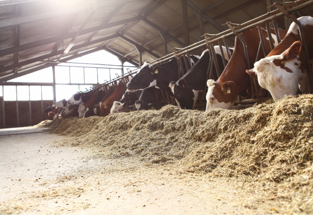 livestock-gross-margin-dairy