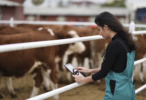 livestock-risk-protection